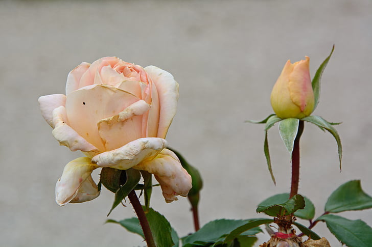 Hoa hồng, héo, Blossom, nở hoa, màu hồng, Hoa hồng nở, cá nhân