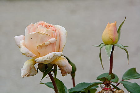 Rožė, uschłą, žiedų, žydėti, rožinė, rožės žydi, individualiai