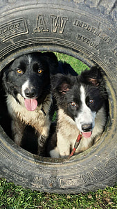 farm, tyre, country, dogs, border collie, animal
