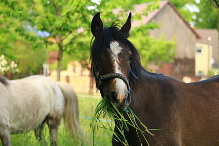 konj, jednogodišnjak, smeđe plijesni, konjsku glavu, čistokrvni arapski, kalup