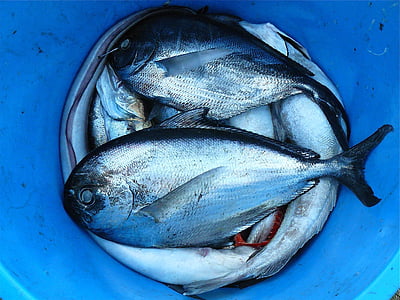 grey, fish, blue, plastic, bucket, Aerial view, seafood