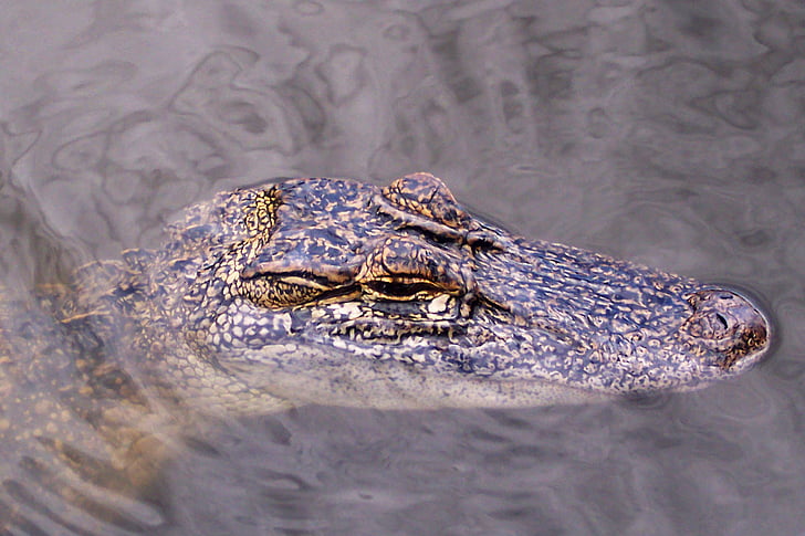 aligátor, Gator, hlava, voda, jezero, volně žijící zvířata, bažina