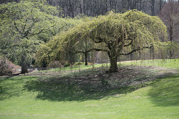 черешово дърво, Шерууд градини, цветя, дърво, природата, на открито, трева