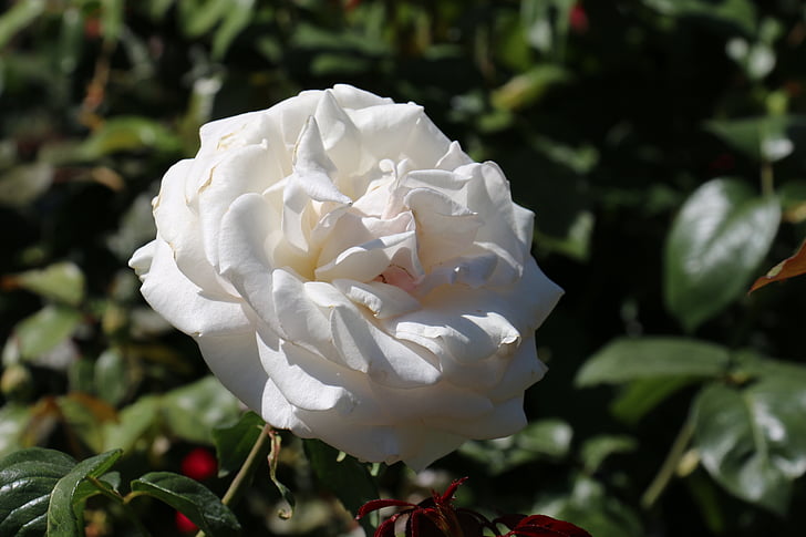 Valge roosi, lehed, tõusis, lill, loodus, romantiline