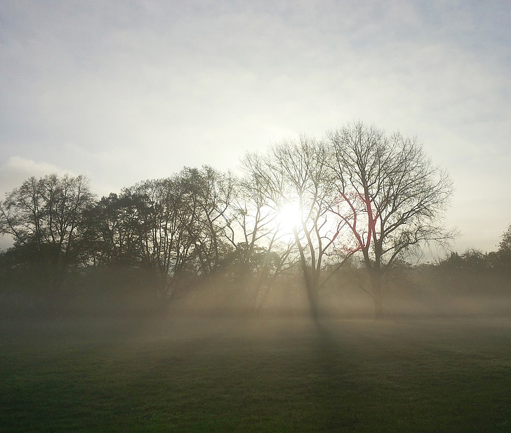 november, tåge, tåge dag, humør, træ, tilbage lys, solopgang