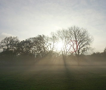 listopadu, mlha, mlha, nálada, strom, zadní světlo, východ slunce