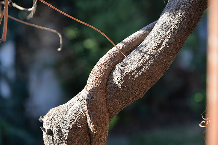branch, tree, vine, nature, trunk, outdoors
