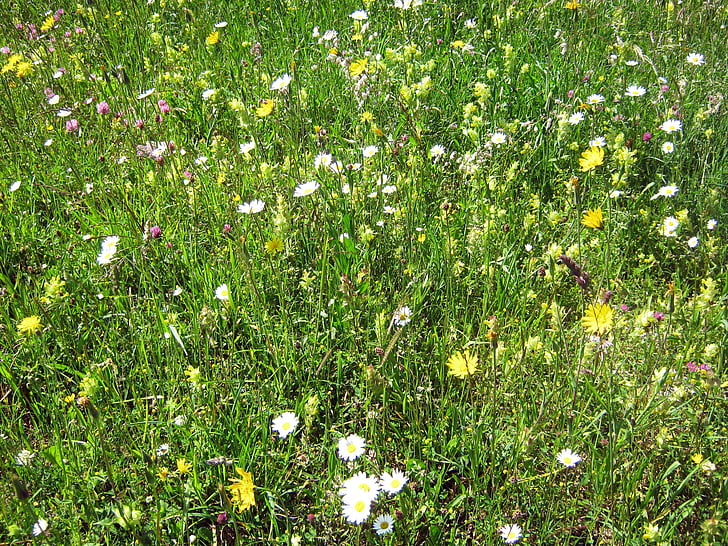 flower meadow, Mountain blomster, Botanisk, blomster, natur, blomst, ENG