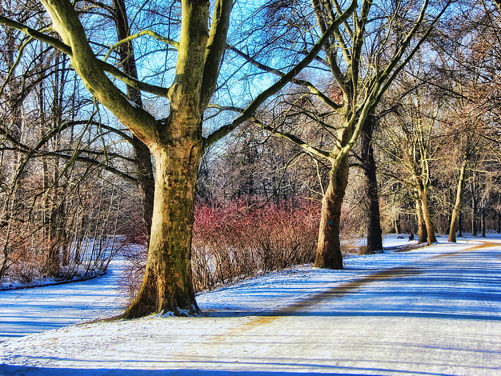 Park, Kış, uzakta, Tiergarten, Berlin, kar, ağaçlar