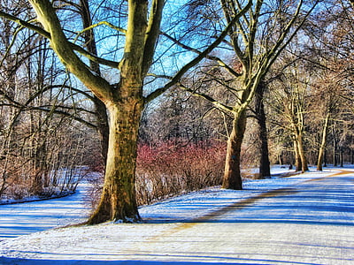 парк, зимни, далеч, Тиргартен, Берлин, сняг, дървета