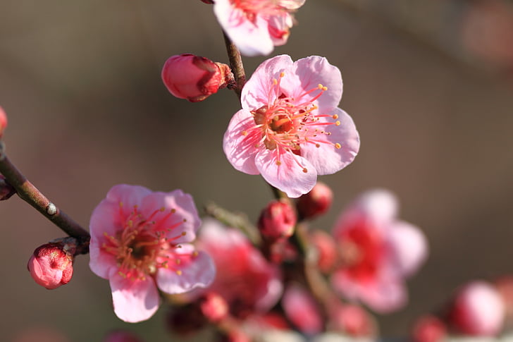 plum, flowers, pink, red plum, nature, pink Color, branch