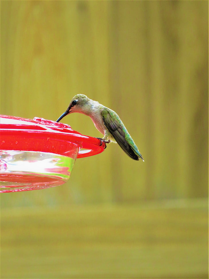 kolibriji ptic, zelena, rdeča, divje