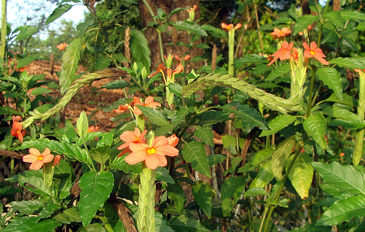 květ, červená, Flora, Crossandra infundibuliformis, Dichelostemma Ida, kanakambaram, Příroda
