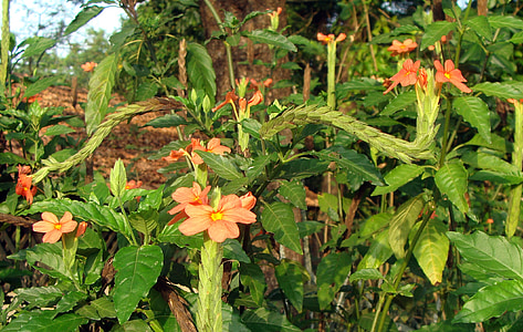 flower, red, flora, crossandra infundibuliformis, firecracker flower, kanakambaram, nature