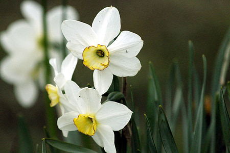 påskliljor, blommor, Narcissus, Anläggningen, vit, närbild, våren