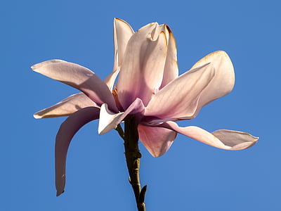 Magnolia, Magnoliaboom, Blossom, Bloom, natuur, Petal, plant