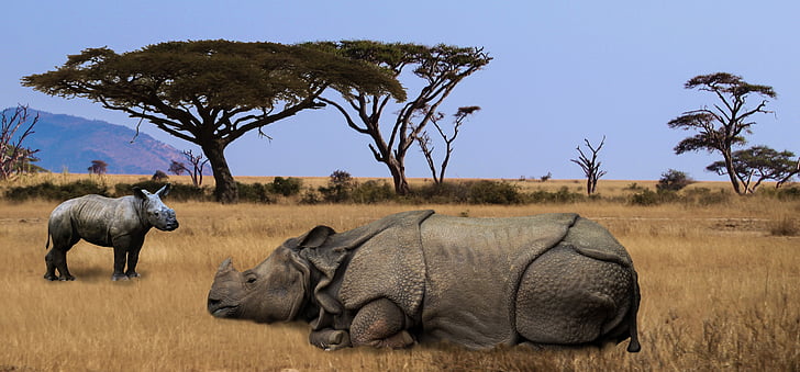 Rinoceronte, África, safári, grande jogo, Safari park, paquiderme