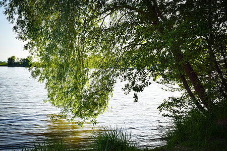 tree, pasture, water, weeping willow, nature, meadow, landscape