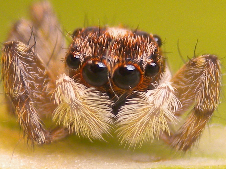 nhện, côn trùng