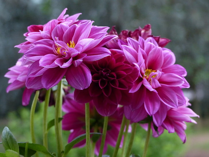 Dahlia, cvijet, ljubičasta, makronaredbe, proljeće