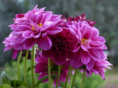 Dalia, kwiat, Violet, makro, wiosna