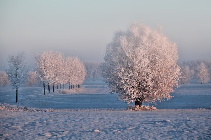 zimowe, poranne słońce, drzewa, śnieg, lód, mgła, nastrój