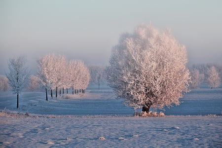 冬, 朝の太陽, 木, 雪, 冷たい氷, 霧, 気分