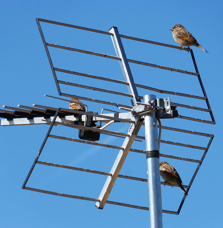 antena, debesis, zvirbuļi, telekomunikāciju, TV