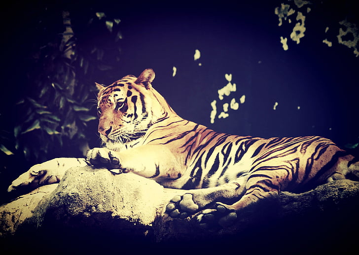Тигър, Индия, животните, Бенгалия, азиатски, бамбук, главата