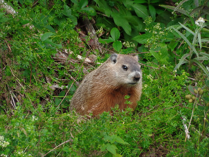 marmot, natuur parc nationale forillon, natuur