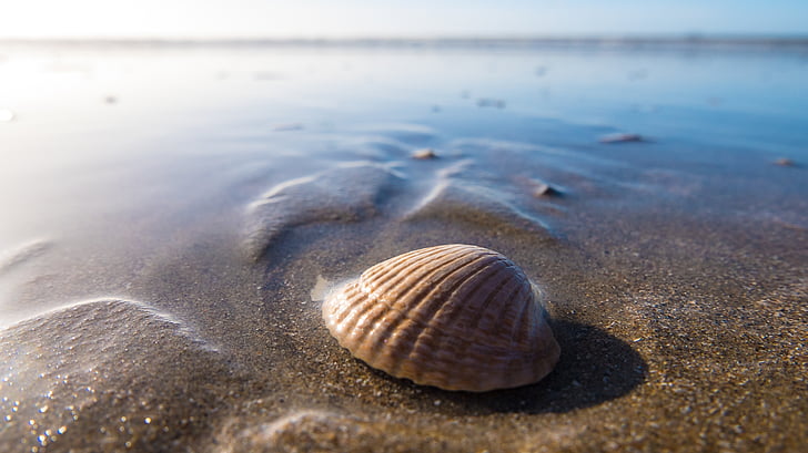shell, aan zee, kust, strand, Seashell, zee, zand