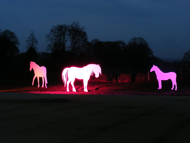 konji, silhuete, Svetlobna prostorska postavitev, svetlobe, razsvetljava, umetnost, živali