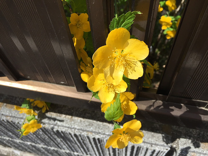 žluté květy, zahrada, jaro
