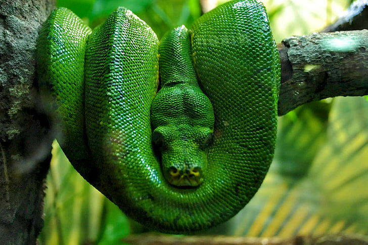 boa vert, Boa, nature, reptile, serpent, serpent, Adam et eve