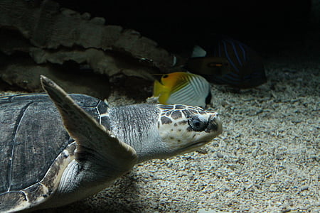 tartaruga, Zoo di, sott'acqua, mare, natura, animale, fauna selvatica
