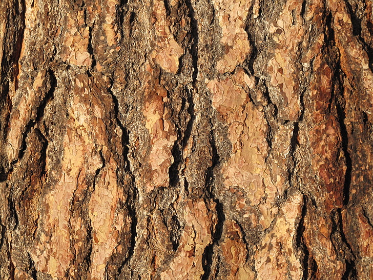 bark, träd, trä, mönster, naturen, bakgrunder, brun