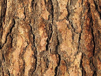 bark, treet, tre, mønster, natur, bakgrunner, brun