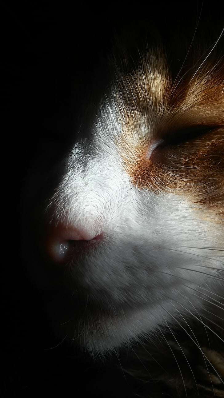 kaķis seju, dīvaini, apgaismojuma, ēnas, izzūd
