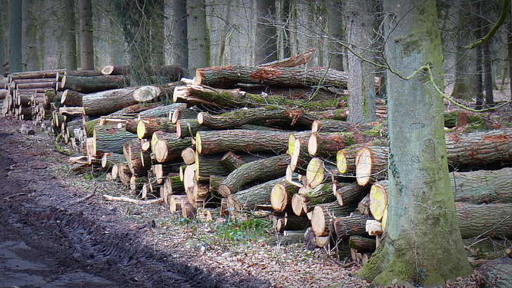 madeira, silvicultura, log de, como, troncos de árvore, indústria madeireira, natureza