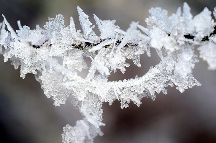 Frost, talvi, Talvinen, Ice, talven taikaa, kylmä, Kuura