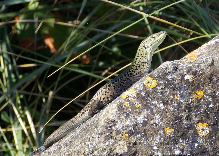 lizard, reptile, green, animal, rock, grass, nature
