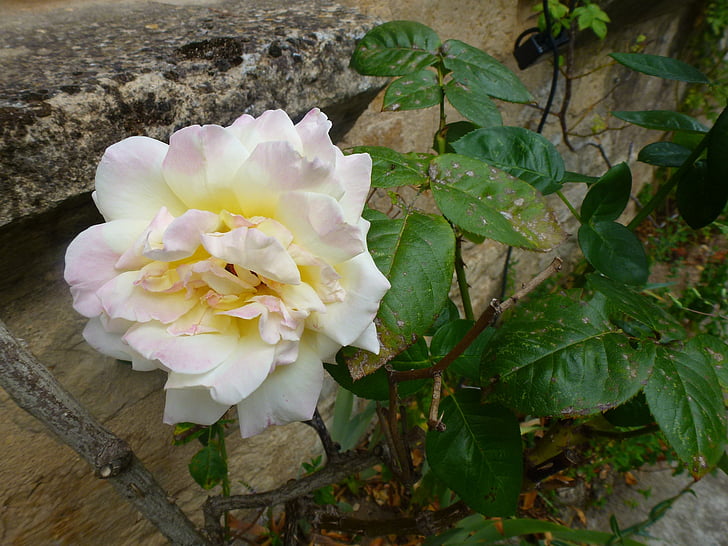 -de-rosa, Branco, flor, natureza