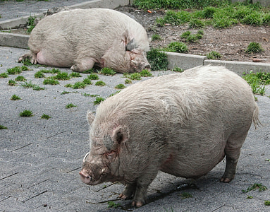 nature, animal, pig, slope construction pig, domestic Pig, mammal, piglet