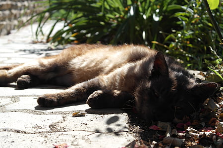 pet, tomcat, rest, peace, nature, sunshine, domestic Cat