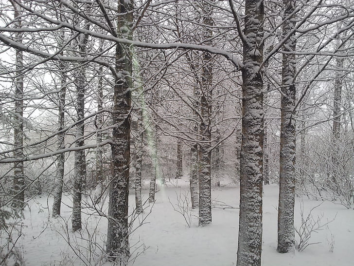 fagy, fa, hó, hideg, téli, fehér, természet