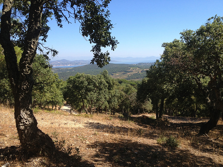view, mountain, cork oak, blue, nature, france