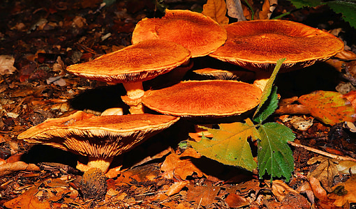 лес, грибы, Лес Пол, Осень, Природа, коричневый, красивая