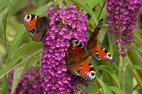 peacock, aglais io, butterfly, butterfly plant, flower, food, nature