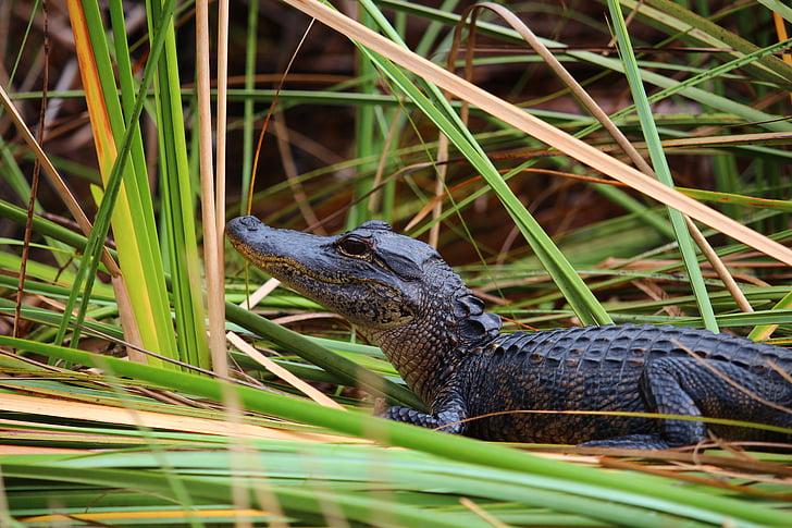 jacaré, crocodilo, Everglades, pântano, réptil, Florida
