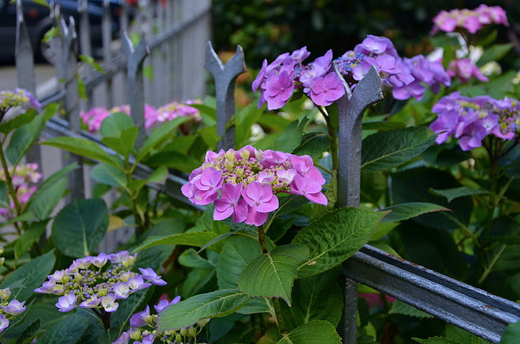 hydrangeas, fence, flowers, nature, purple, garden fence, garden